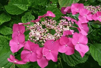 hydrangea