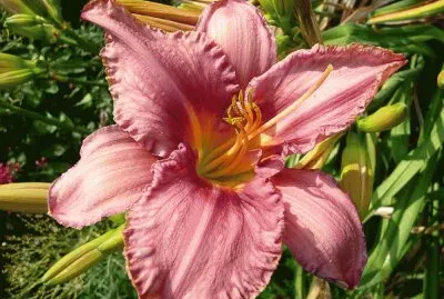 hÃ©merocalle jigsaw puzzle