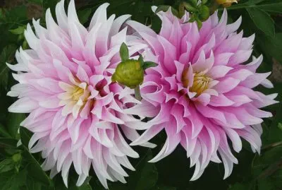פאזל של dahlias