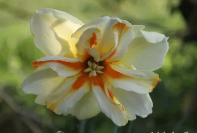 פאזל של narcisse