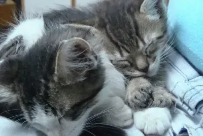 INDIO Y POPI DURMIENDO