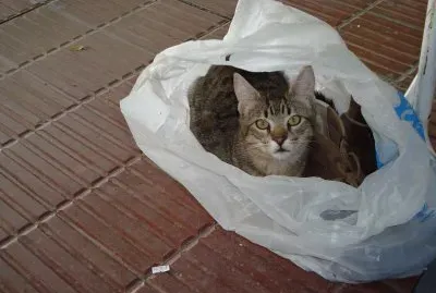 POPI EN UNA BOLSA