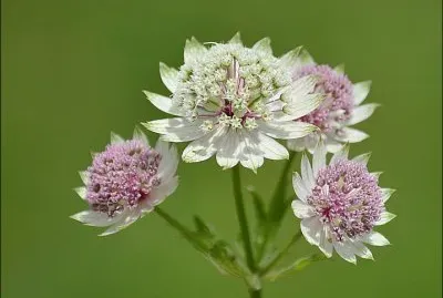 פאזל של astrance