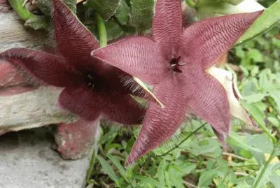 STAPELIA