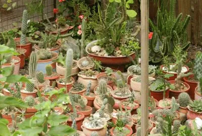 JARDIN DE CACTUS