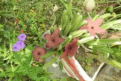 STAPELIA GRANDIFLORA EN FLOR