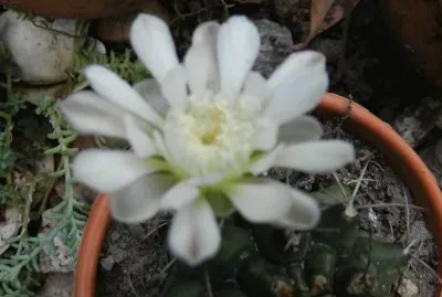 GYMNOCALYCIUM EN FLOR
