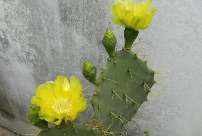 OPUNTIA CON FLORES AMARILLAS