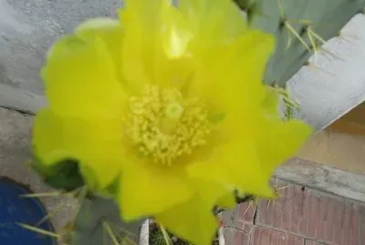 FLOR DE OPUNTIA