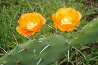FLOR DE OPUNTIA NARANJA