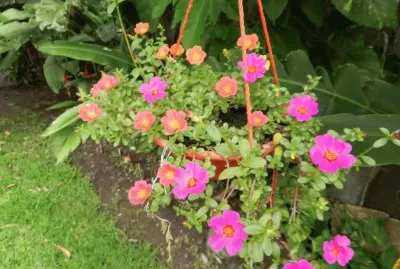 MACETA CON FLORES