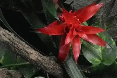 BROMELIA
