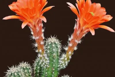FLOR DE ECHINOCEREUS
