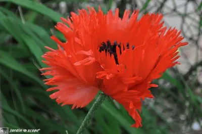 פאזל של pavot d 'orient