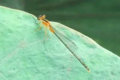èœ»èœ“