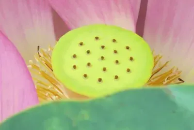 è·èŠ±