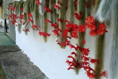 COLA DE MONO FLORECIDA