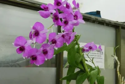 ORQUIDEA