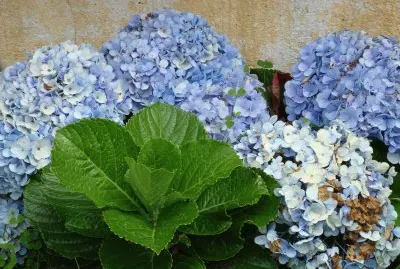 HORTENSIA EN FLORIANAPOLIS