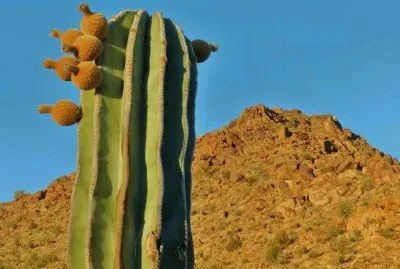 PAISAJE CON CACTUS
