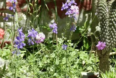 ESPUELITAS EN MI JARDIN