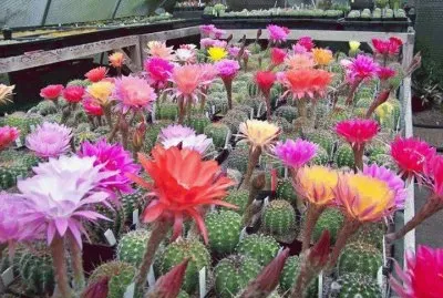 CACTUS VS FLORECIDOS