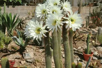 FLOR DE TRICHOCEREUS