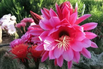FLORES FUCSIA DE CEREUS jigsaw puzzle