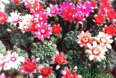 FLORACION DE GYMNOCALYCIUM BALDIANUN