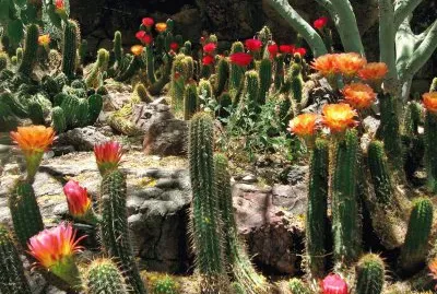 VARIEDAD DE TRICHOCEREUS