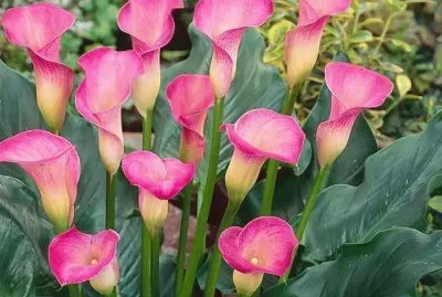 FLOR DE CALA GRABIELLE jigsaw puzzle