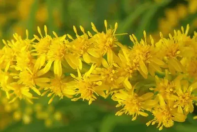 FLOR DE BARA DE OURO jigsaw puzzle