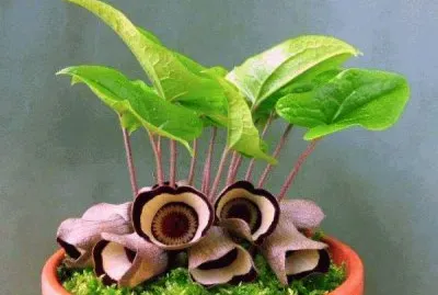 FLOR DE ASARUM CAMPANIFORME