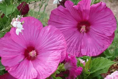hibiscus jigsaw puzzle