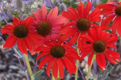 Ã©chinacea jigsaw puzzle