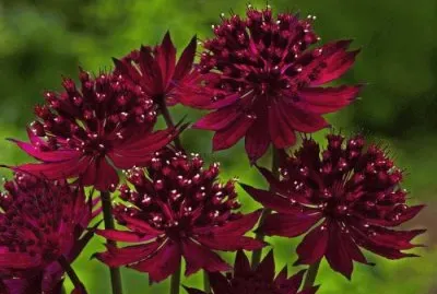astrantia jigsaw puzzle
