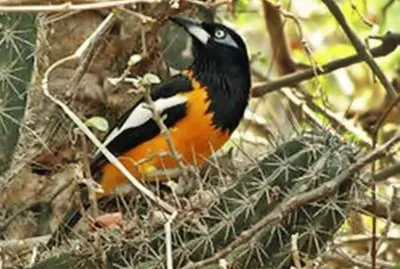 CACTUS jigsaw puzzle