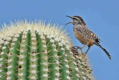 CACTUS Y PAJARO