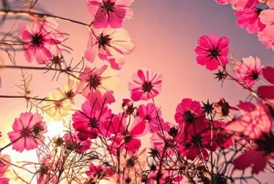 Colored Flowers
