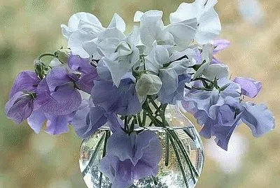 Sweet Peas
