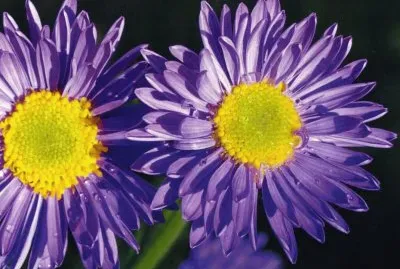 Coronados