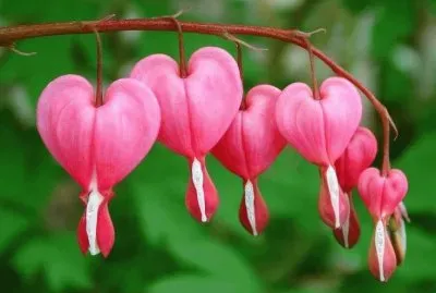 פאזל של CoraÃ§Ã£o