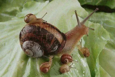 gusano