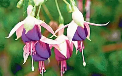 fuchsia jigsaw puzzle