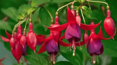 fuchsia jigsaw puzzle