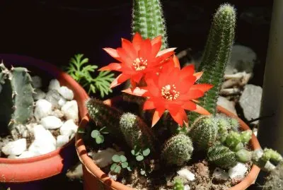 CHAMAECEREUS SILVESTRII FLORECIDO