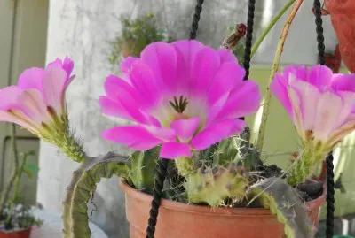 ECHINOCEREUS PENTALOPUS FLORECIDO
