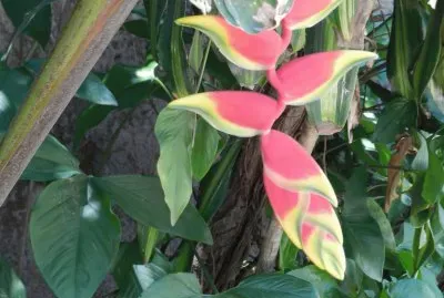 פאזל של FLOR DE BANANA PARAGUAYA