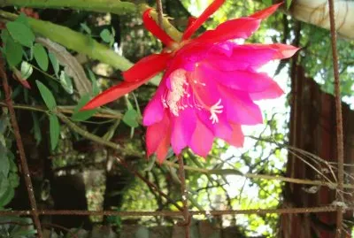 FLOR DE EPIPHYLLUM HIBRIDO jigsaw puzzle