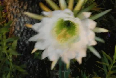 FLOR REYNA DE LA NOCHE